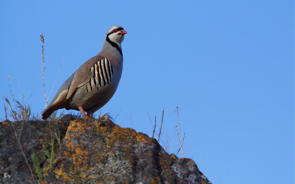 Contact The Spanish Partridge Poult